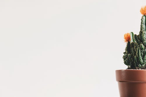 喝藏红花的好处与坏处